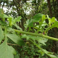 Gynura lycopersicifolia DC.